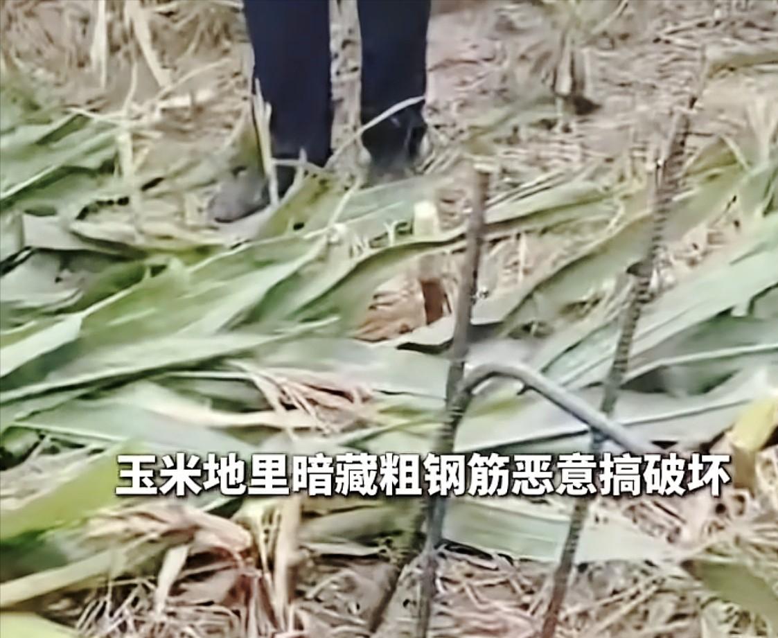 必须严惩！河北邢台，男子收割自家玉米地，收割机突然报警，下车检查发现玉米秆上被人