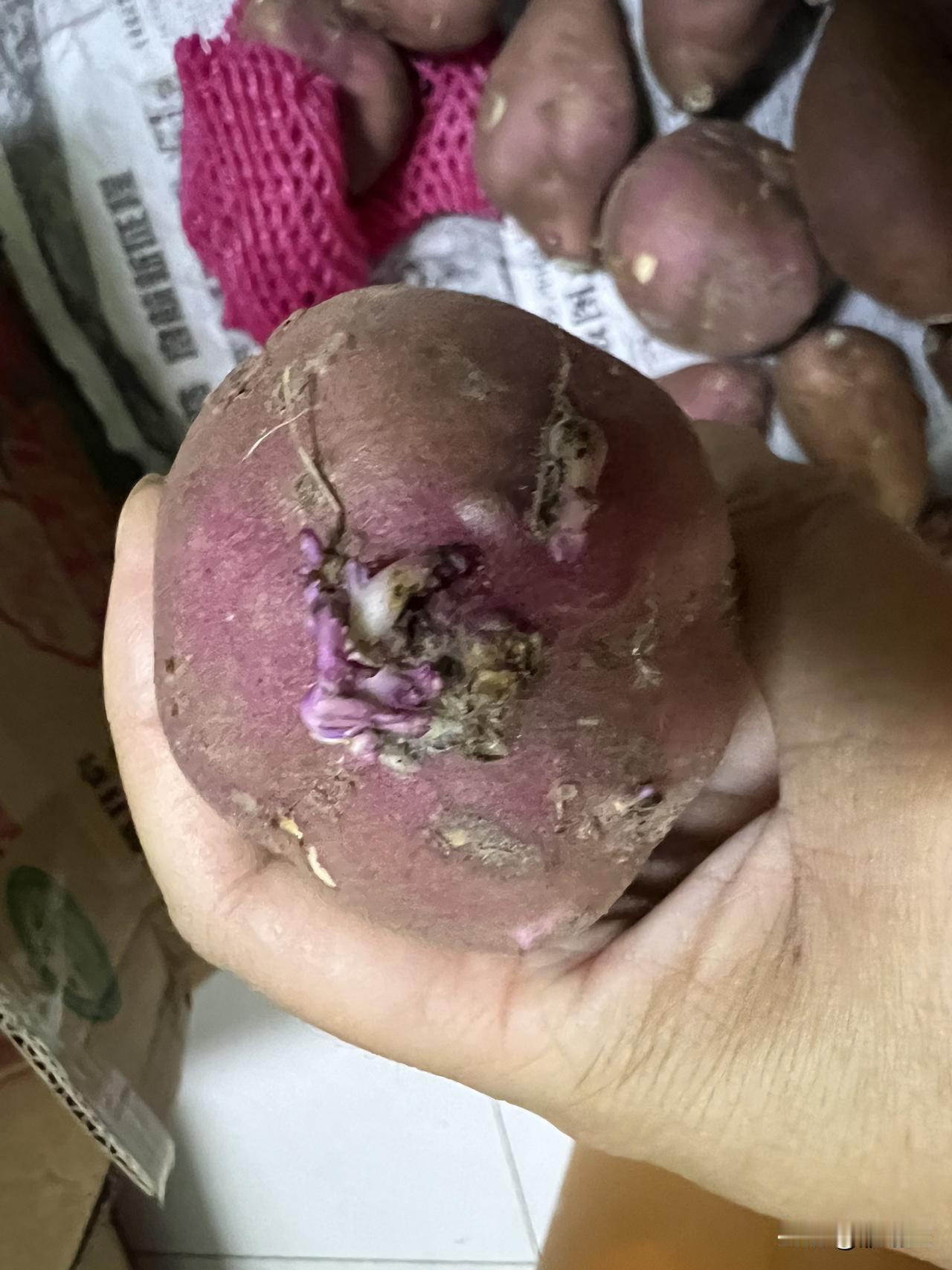 每次网购南桥头地瓜都不尽人意，网上的东西真的是五花八门，有长很多芽的，还有品种不