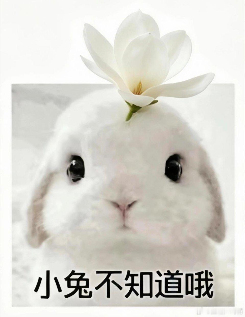 黄金时代没有终点，上不封顶
