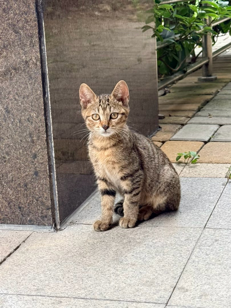猫妈妈带着两只小猫，每天都是一楼租客喂的。结果一楼租客孩子高考结束搬走了。他们饿