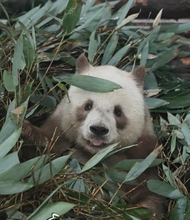 哟，这是哪个乖宝宝躲在一堆竹叶下面带微笑和我们躲猫猫捉迷藏呀？
    呀，还是