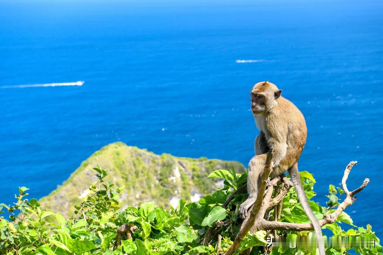 #秋日生活打卡季#自由的猴子🐒，坐在山与海之间