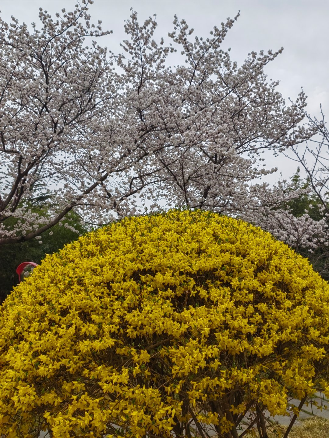 生活手记 一冬天的积累，几天就开了。 潍坊·人民广场