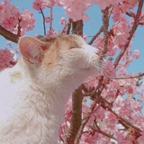 小猫耳爱聊影视剧