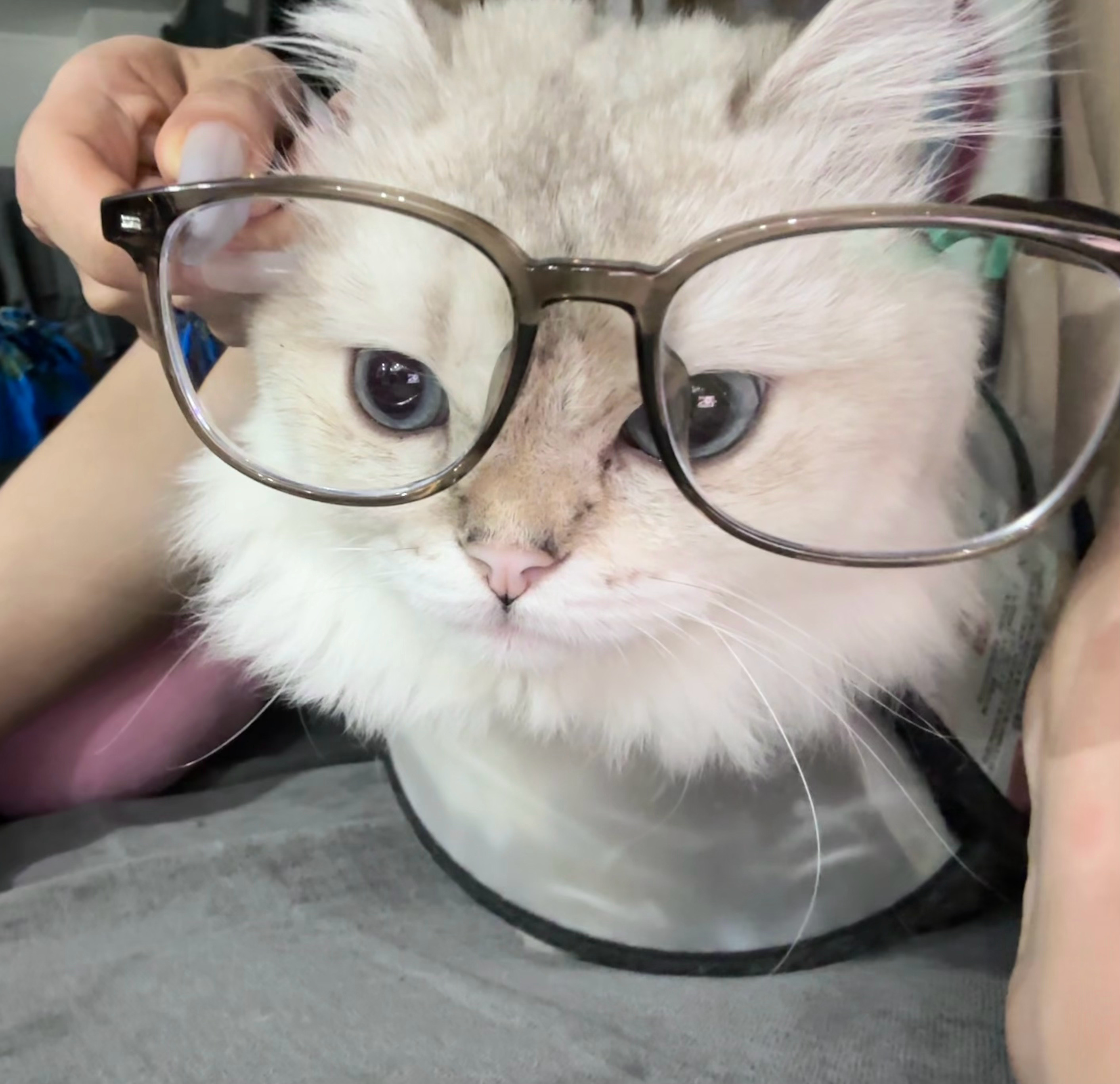 嘻嘻喵 出现一下 ​​​