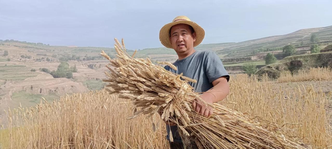 贫瘠干旱、漫天风沙的陇中黄土地上，不仅能长出沙面粉糯的土豆，也能收获颗粒饱满品质