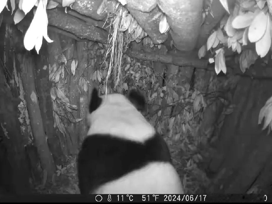 海拔 1700 米的温暖守护：野生大熊猫的新家园

朋友们，今天要给大家分享一个