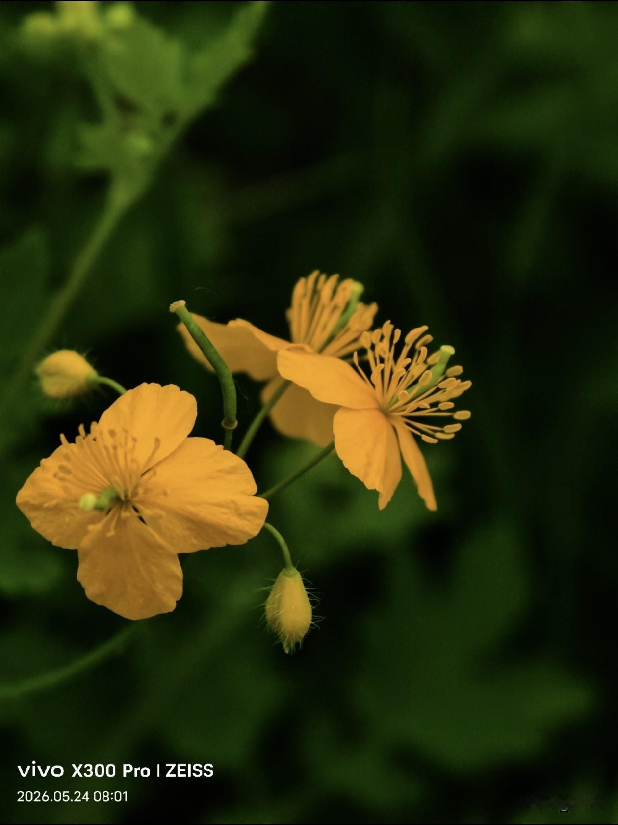 【原创\图文】

路边的野花，一片一片的小黄花，不知道叫什么名，清风拂过，花浪层