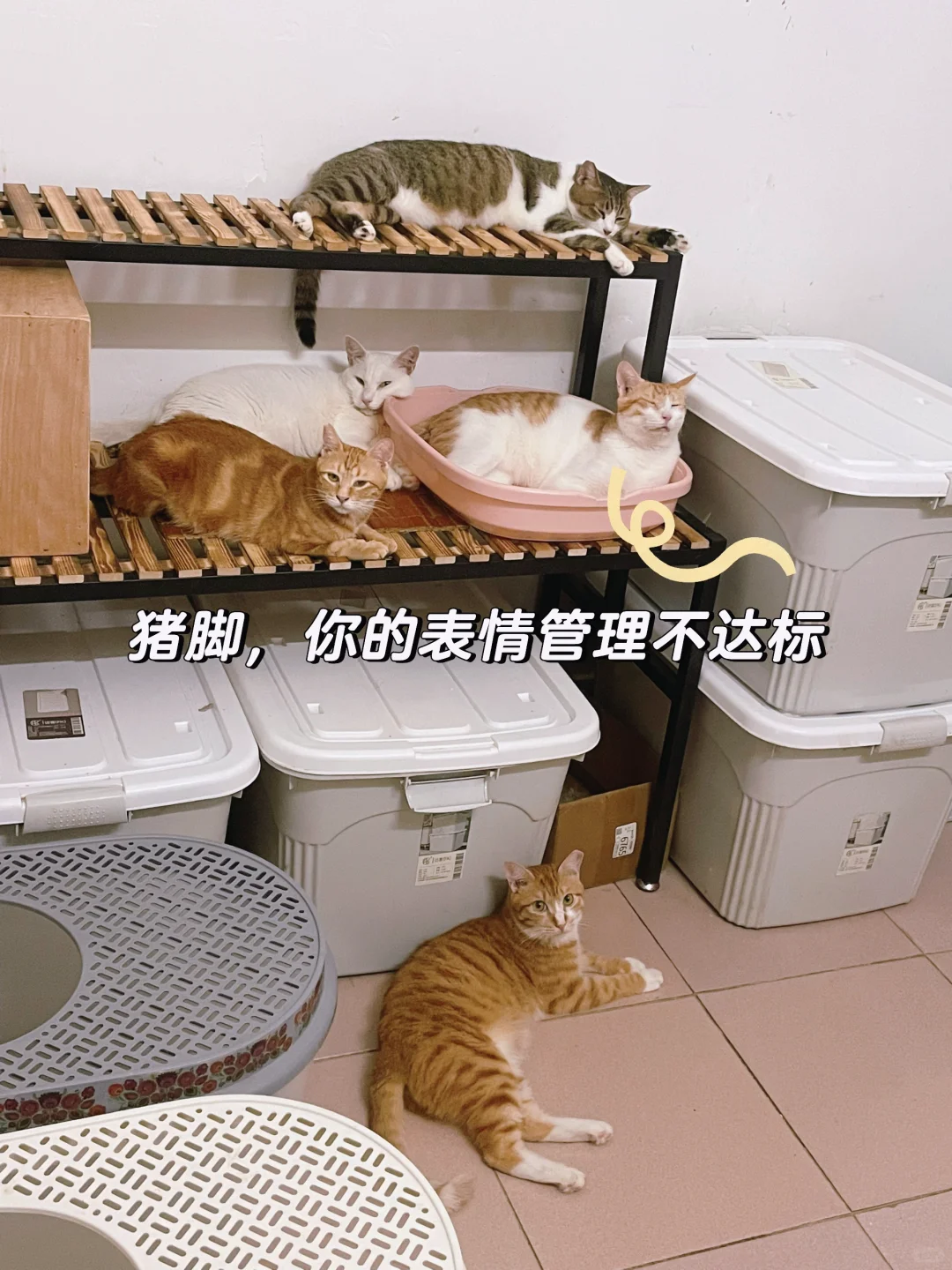 天气热都围着风扇躺地蹭凉