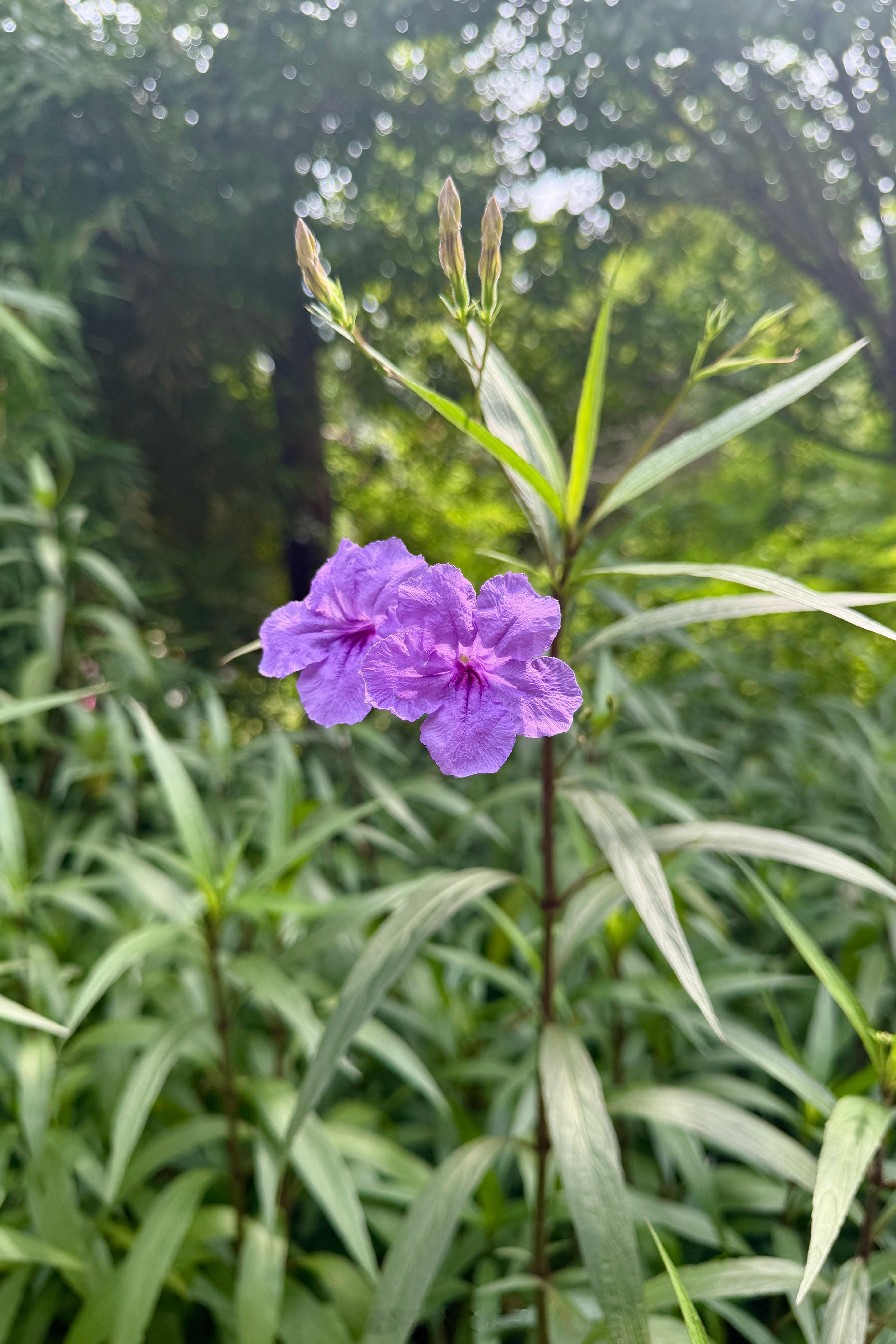 去公园看景，散步2.8公里，还是有点子热🥵 ​​​