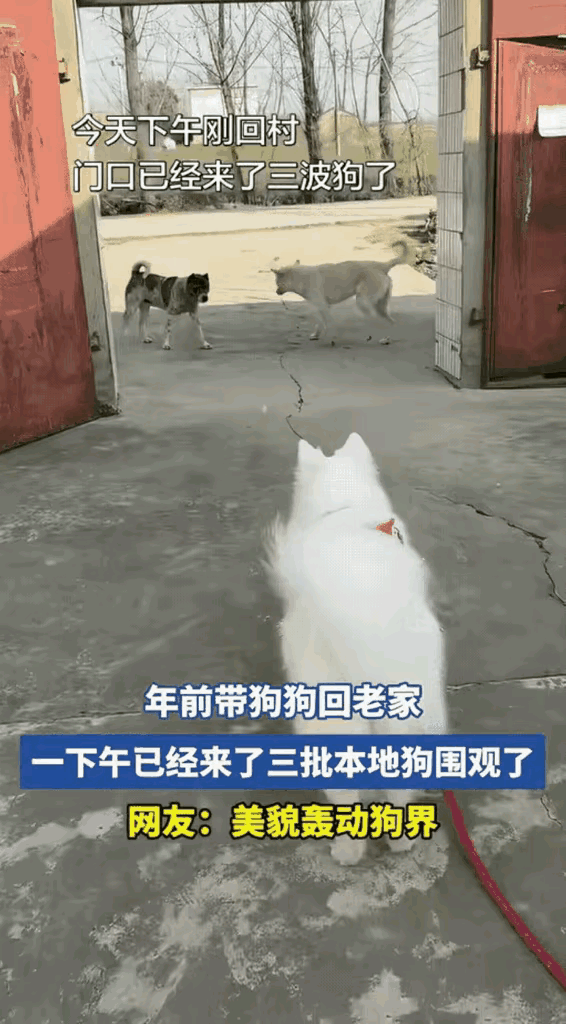 这哪是带狗狗回家，这是狗界“女明星”回乡省亲啊！
颜值太高，直接把附近村狗的“芳