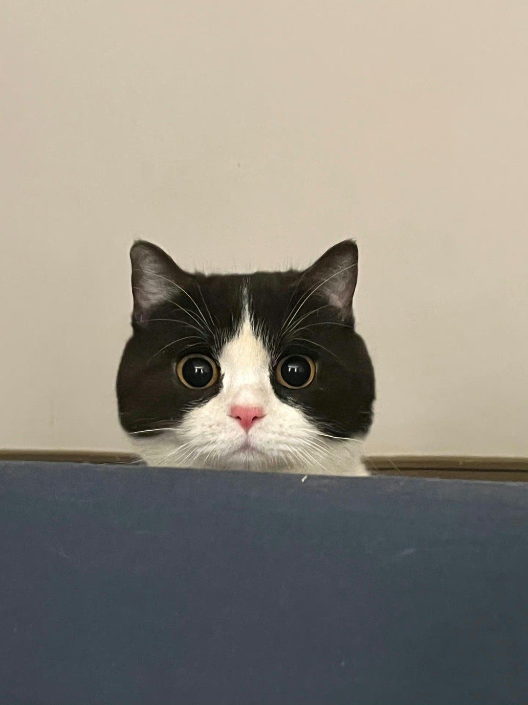 我是招财猫，给我看到的你会暴富！ ​​​