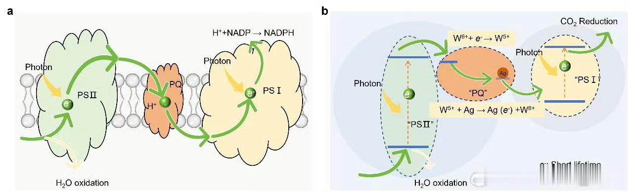 近日，中国科学院地球环境研究所空气净化新技术团队（AirPNT）受植物光合作用启