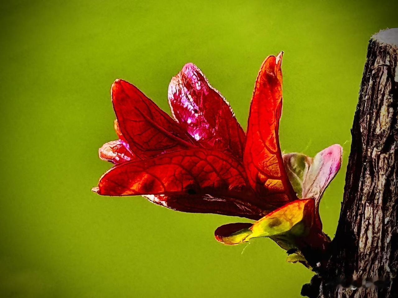 冷静地俯看春天
            （原创）


一湖碧水
就是春天的舞台