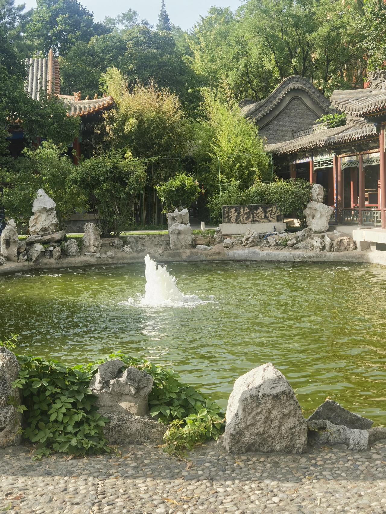 夏日生活打卡季一池水，两排竹