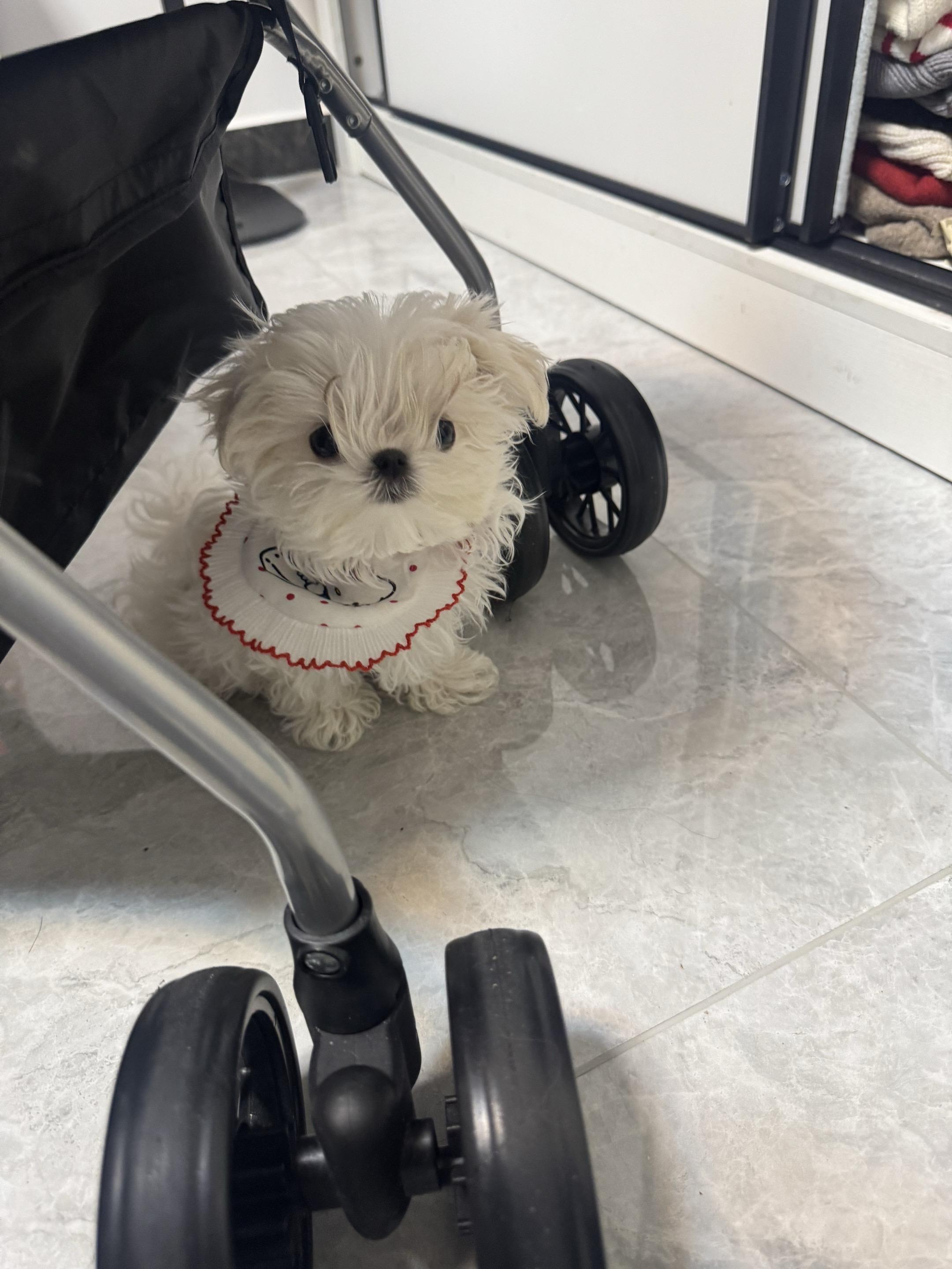 发现一只小狗！ 姨姨们！你们的小狗缺朋友吗！