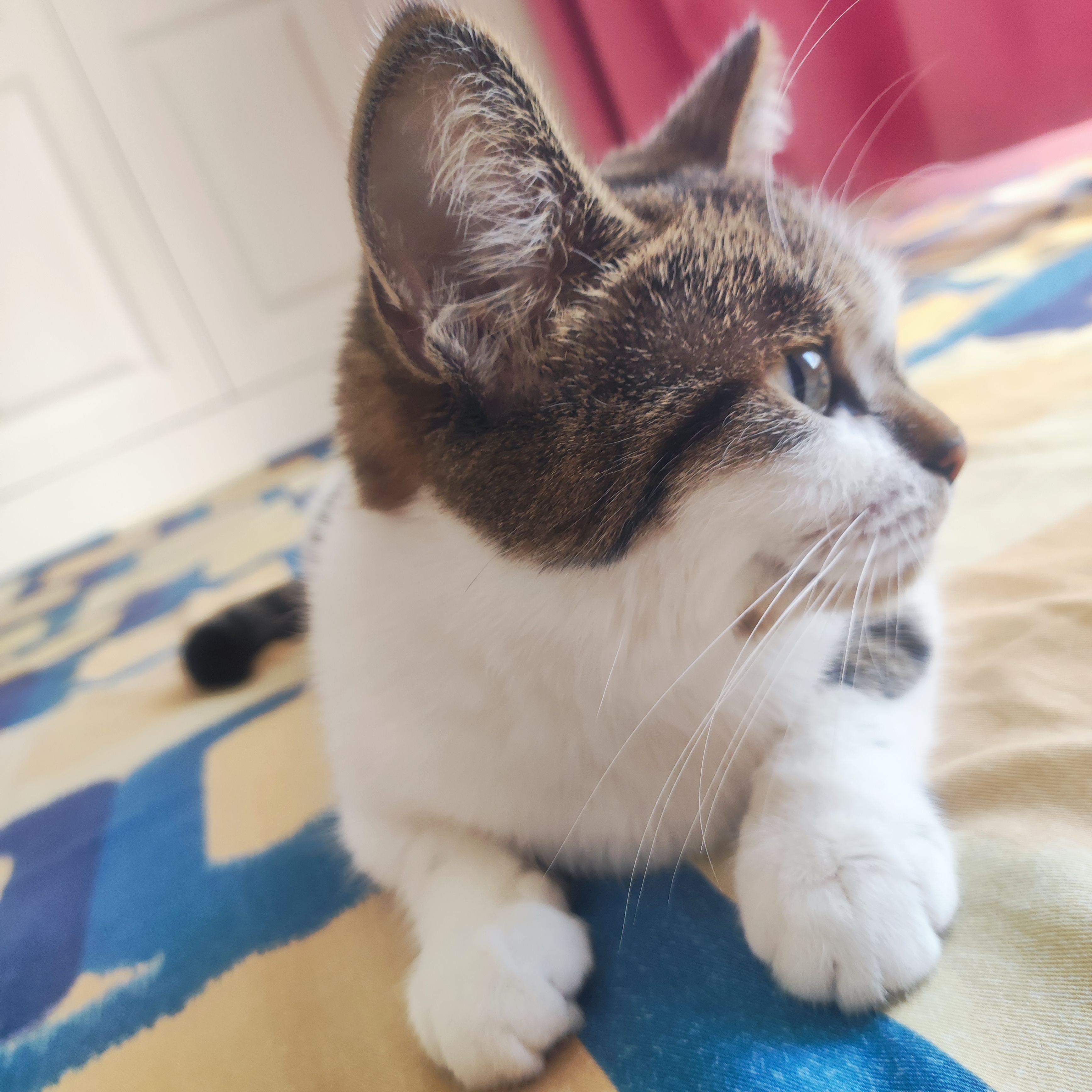 我滴小猫好可爱