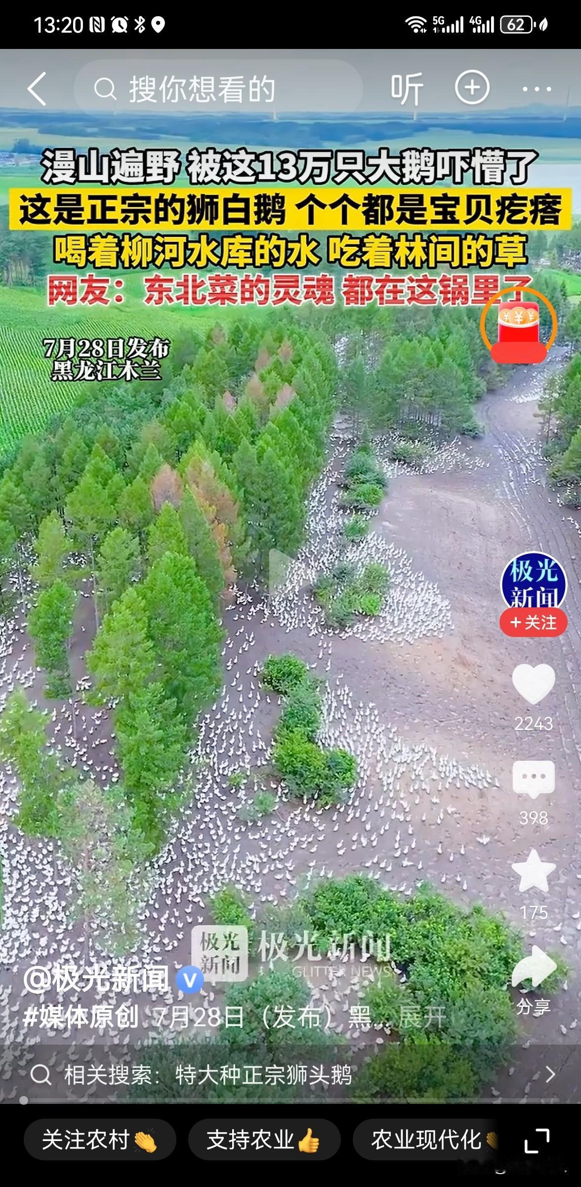 黑龙江木兰13万只大鹅漫山遍野，生态养殖闯出致富路
 
2026年7月，黑龙江省