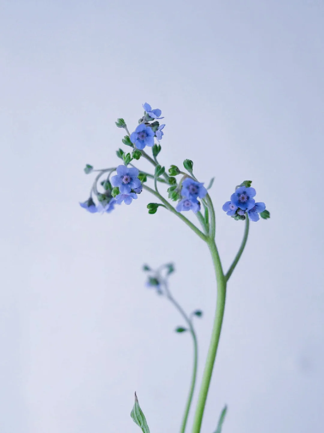 带你每天认识一种花材204｜中国勿忘我