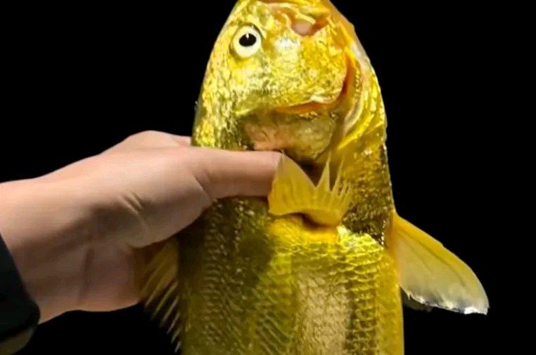 浙江舟山嵊山岛这事儿，直接把一众海钓老炮看红了眼。
刚入门的新手女钓友出海碰大运