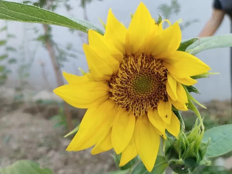 翻了翻相册，里面的野花还真不少，每一朵都有独特的美。这些野花没有温室花朵的精致，