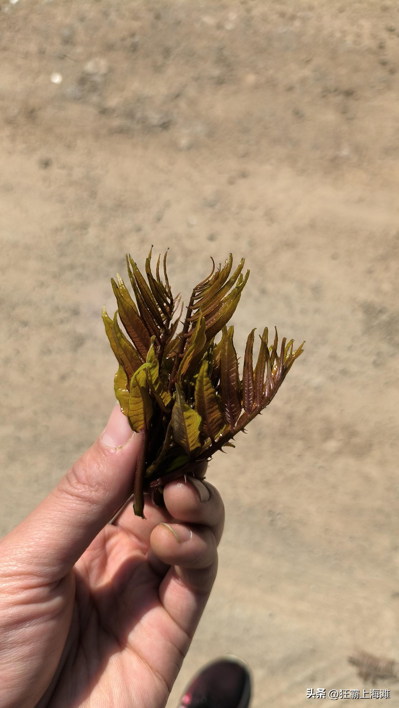 宁波山野间的春日野菜，这是刺老芽吗？
网上说刺老芽比肉还好吃！不知道真假，有没有