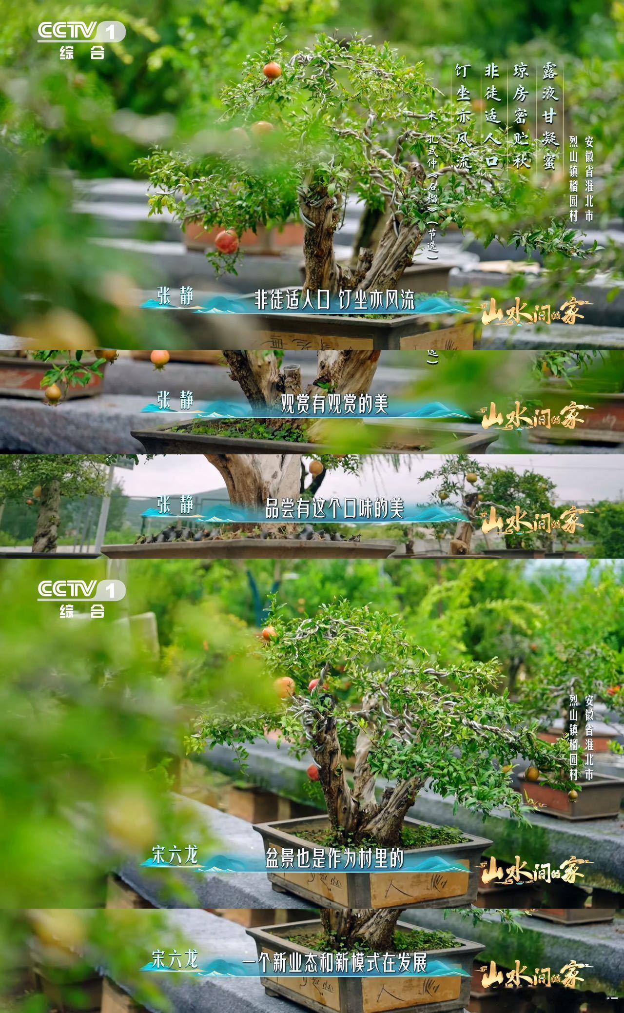 中国人欣赏盆景的血脉觉醒了已经到能欣赏盆景的年纪了 莫名就沉醉于石榴盆景，枝叶舒