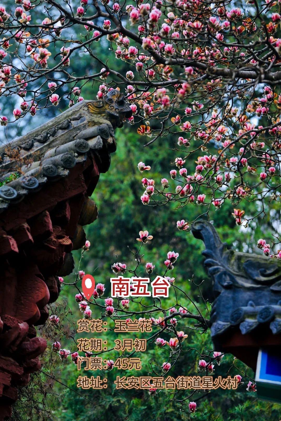2024早春赏花指南，迎接Flower啦。还有接下来几个月西安还有什么花可以赏？请看→