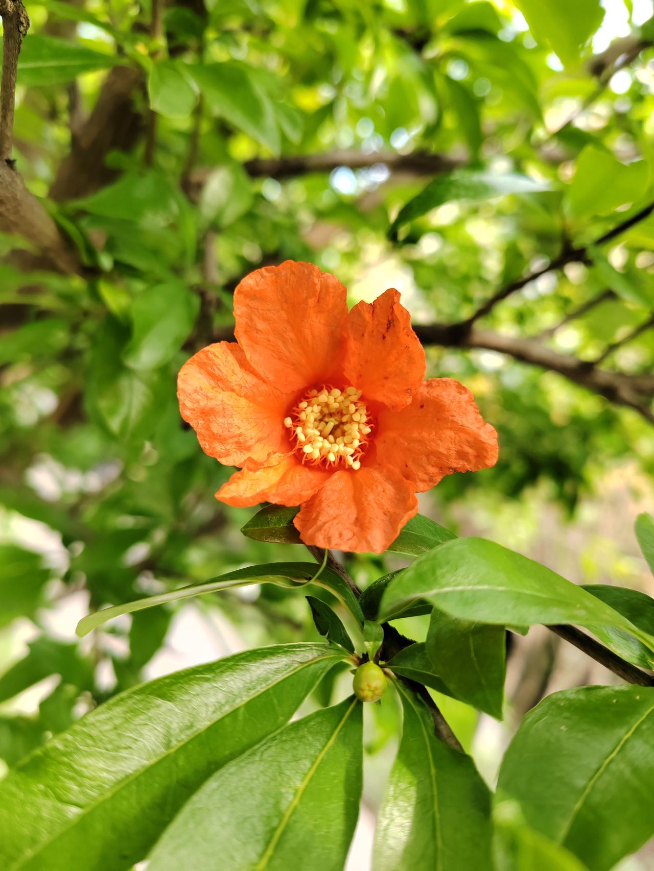 绿叶为幕，橙苞为点。石榴花骨朵悄悄攒着蓬勃力量，静待绽放时刻，把夏日热忱酿成甜香