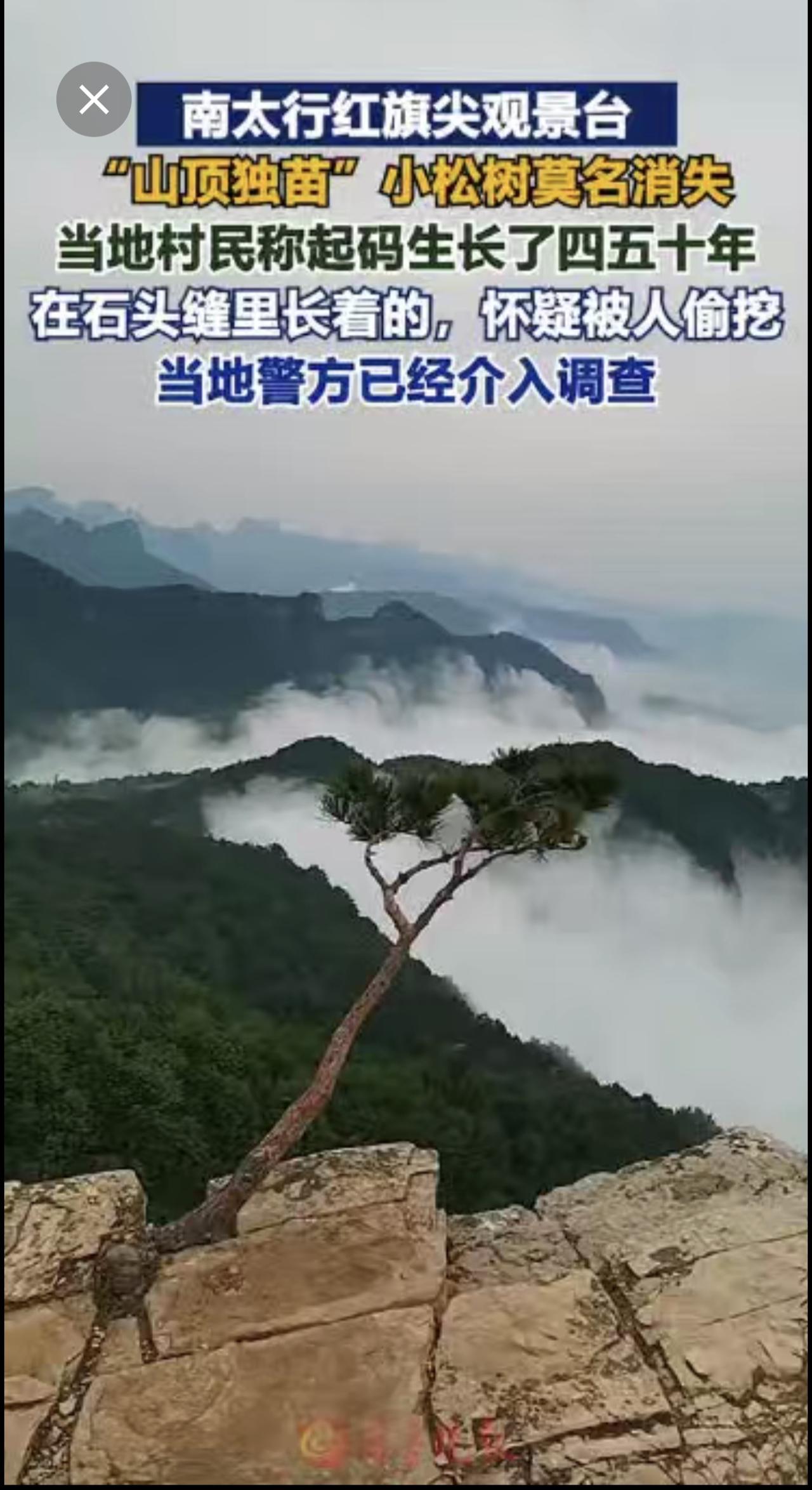 南太行红旗尖观景台“山顶独苗”小松树莫名消失,当地村民称起码生长了四五十年,在石