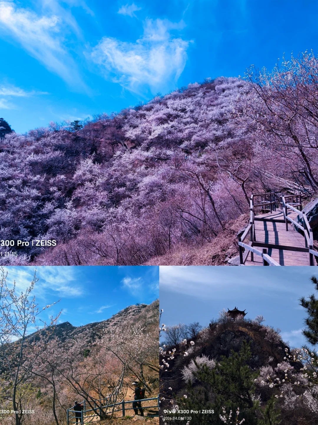 今日份望宝川🌸京郊桃花秘境1日来袭
