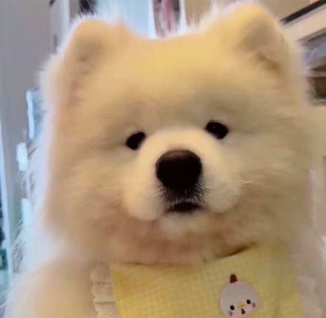 优质头像/搞怪头像/头像分享/萌宠 