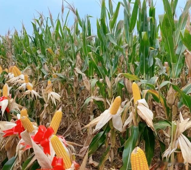 为什么说玉米是“外星植物”？一位60多岁的老人告诉我：90%的人都不知道玉米是“