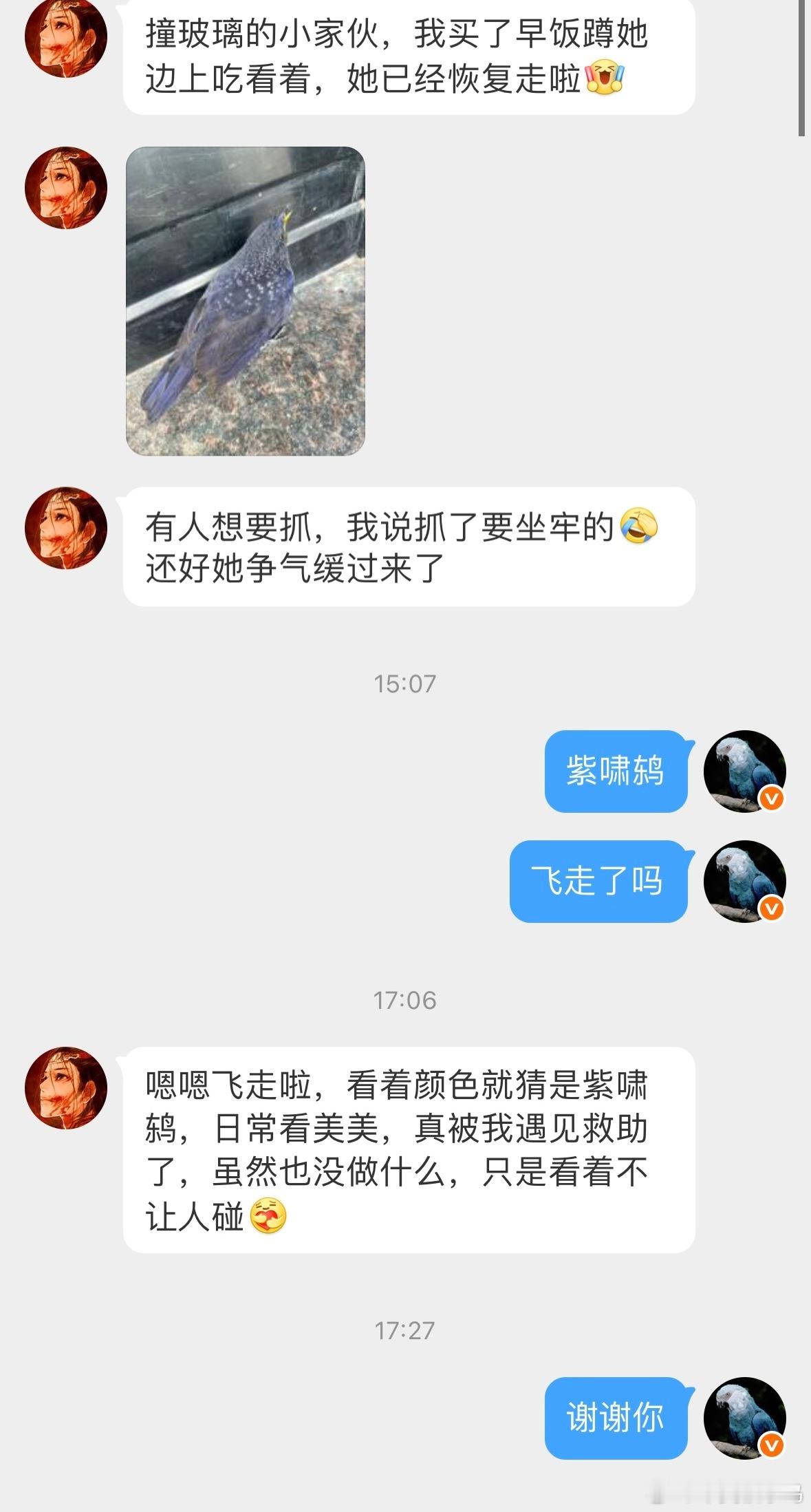 撞玻璃的鸟 一只撞玻璃的【紫啸鸫dōng】羽毛上面是点点星光⭐差点被人抓走！还好