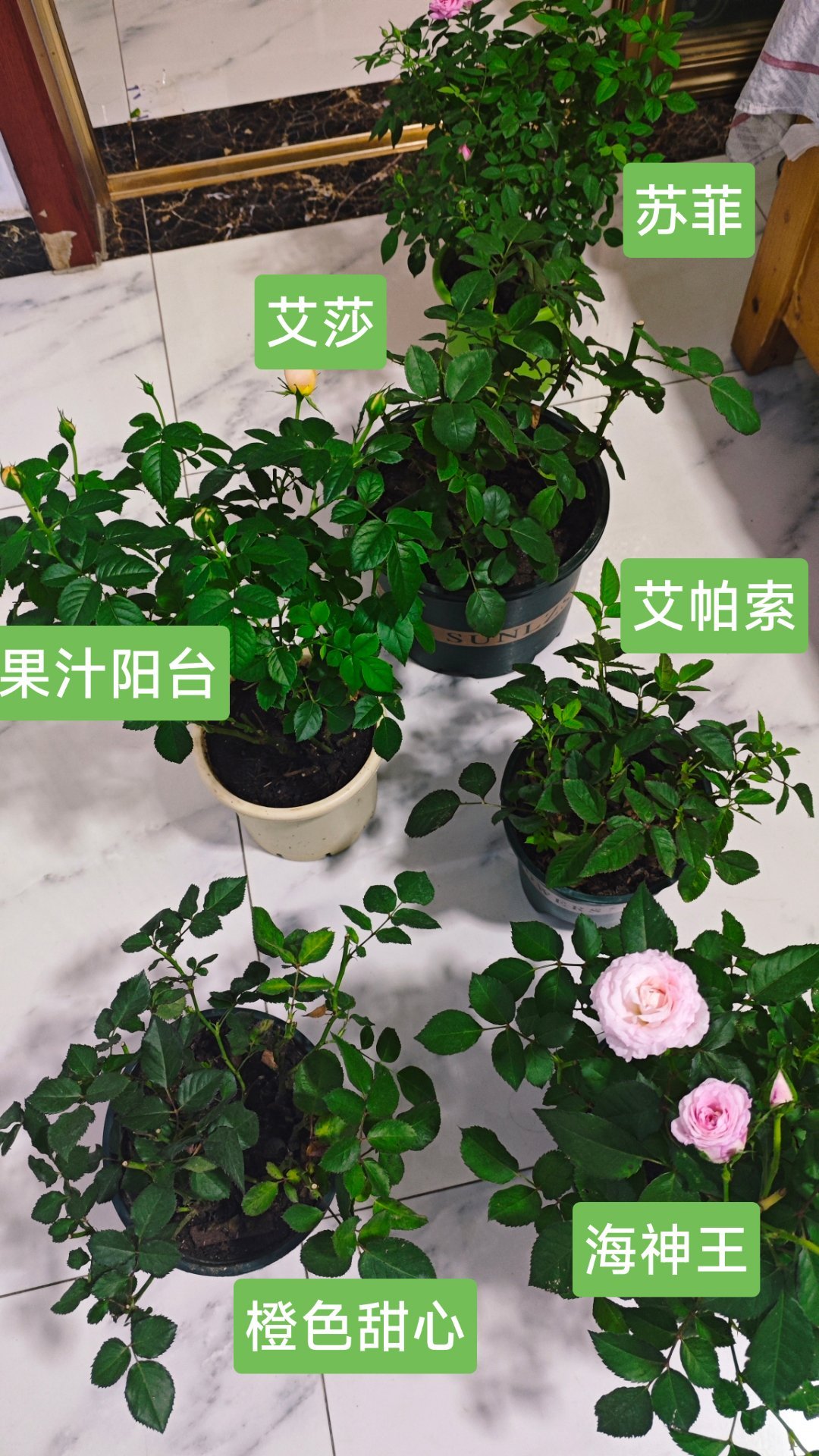 我发现微博的人都五行多火和金，适合干架，不适合养花，腾出几盆花送不出去！[笑cr