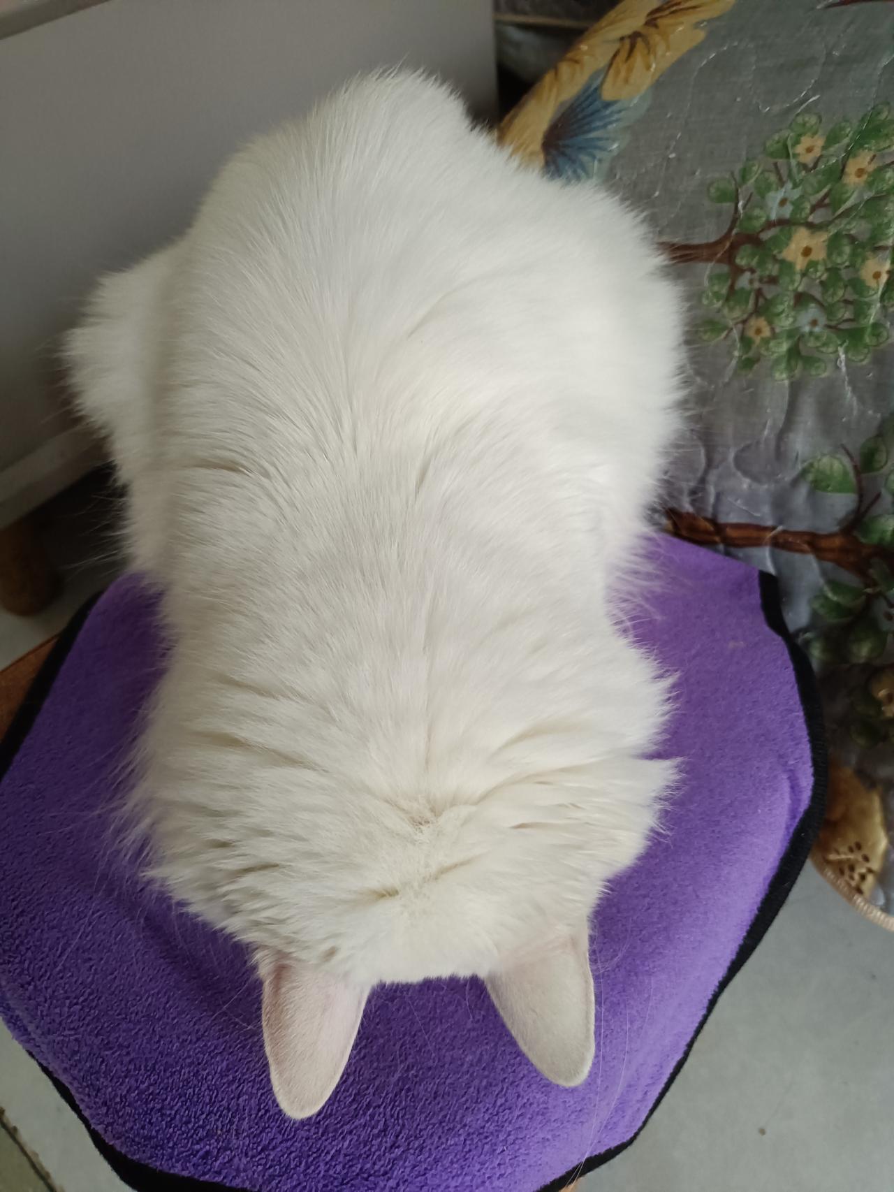 看这只猫咪的睡姿，把脸朝下贴着，是不是很有趣，有没有同款的？不过我发现它夏天从不