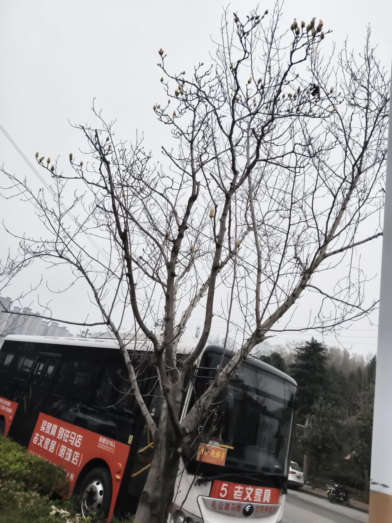 不远处，5路公交车缓缓驶过，车身的广告在灰蒙天色里格外醒目。车轮碾过路面的声响，