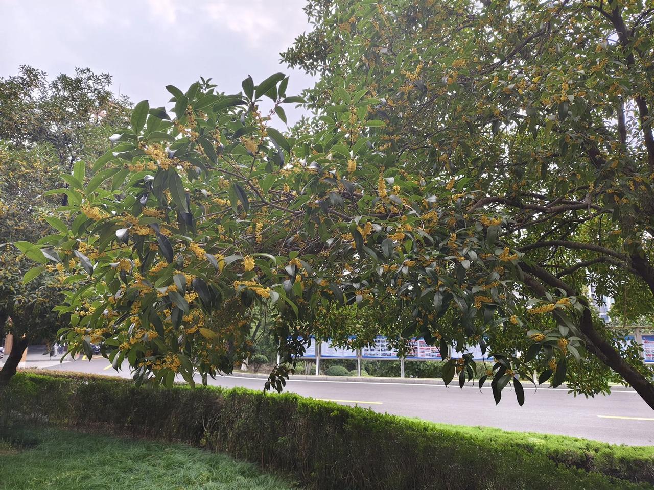 #拍一张秋日景色#
八月桂花遍地开，中秋之时盼望桂花香却令人遗憾，可国庆之后，由