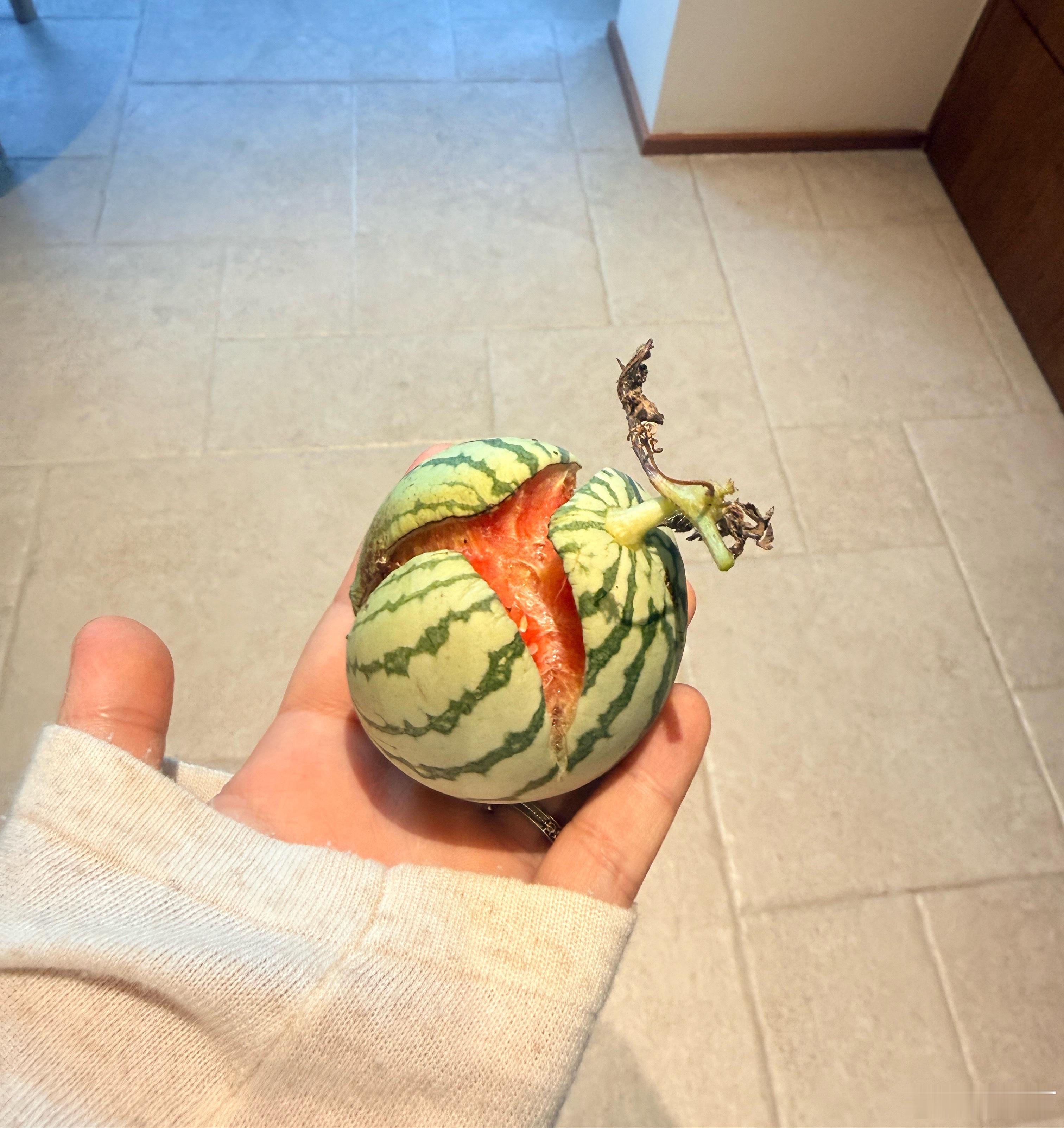 西瓜阵亡…哎，直接晒裂开了… 
