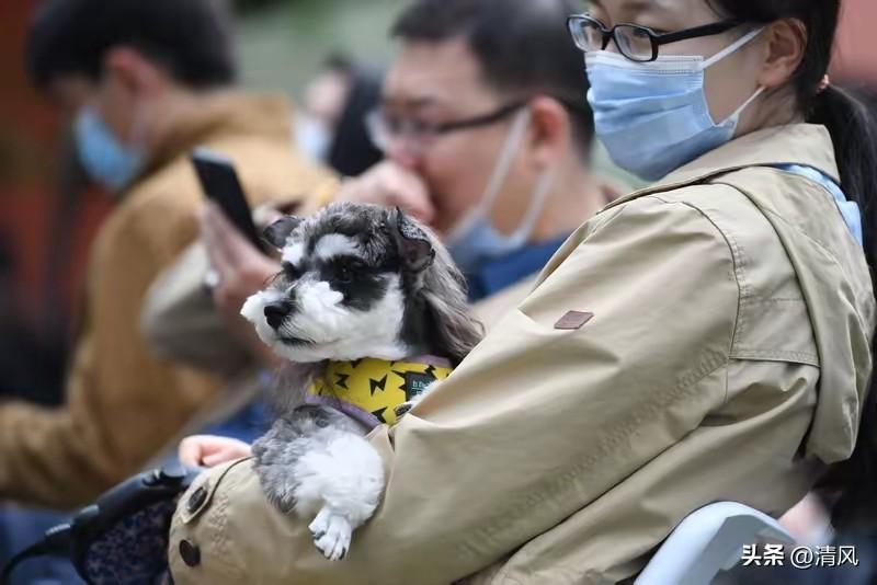 你对养狗税有何看法养狗应该纳税，有的人自己的父母不赡养，去养狗，狗在外面拉屎拉尿