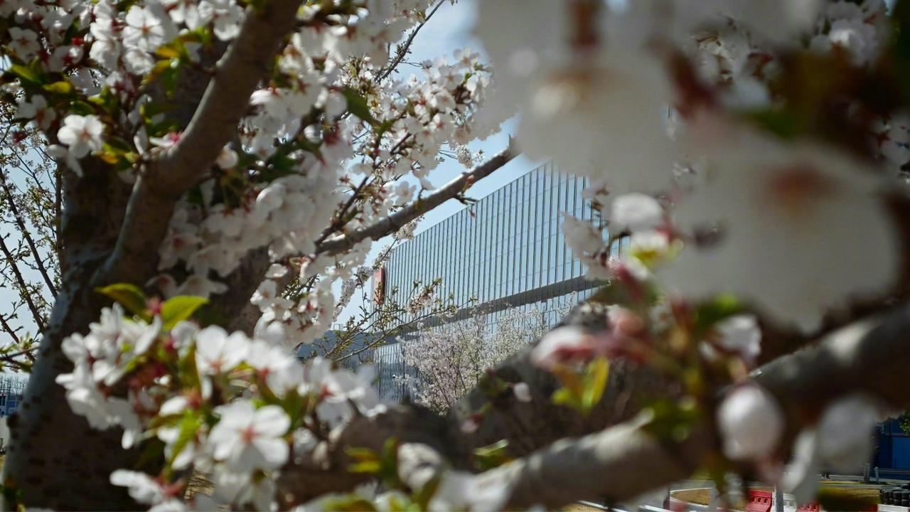 雷军秒变雷厂长！工厂上班没商量？
雷军最新发表动态：小米汽车工厂，樱花开了。今天