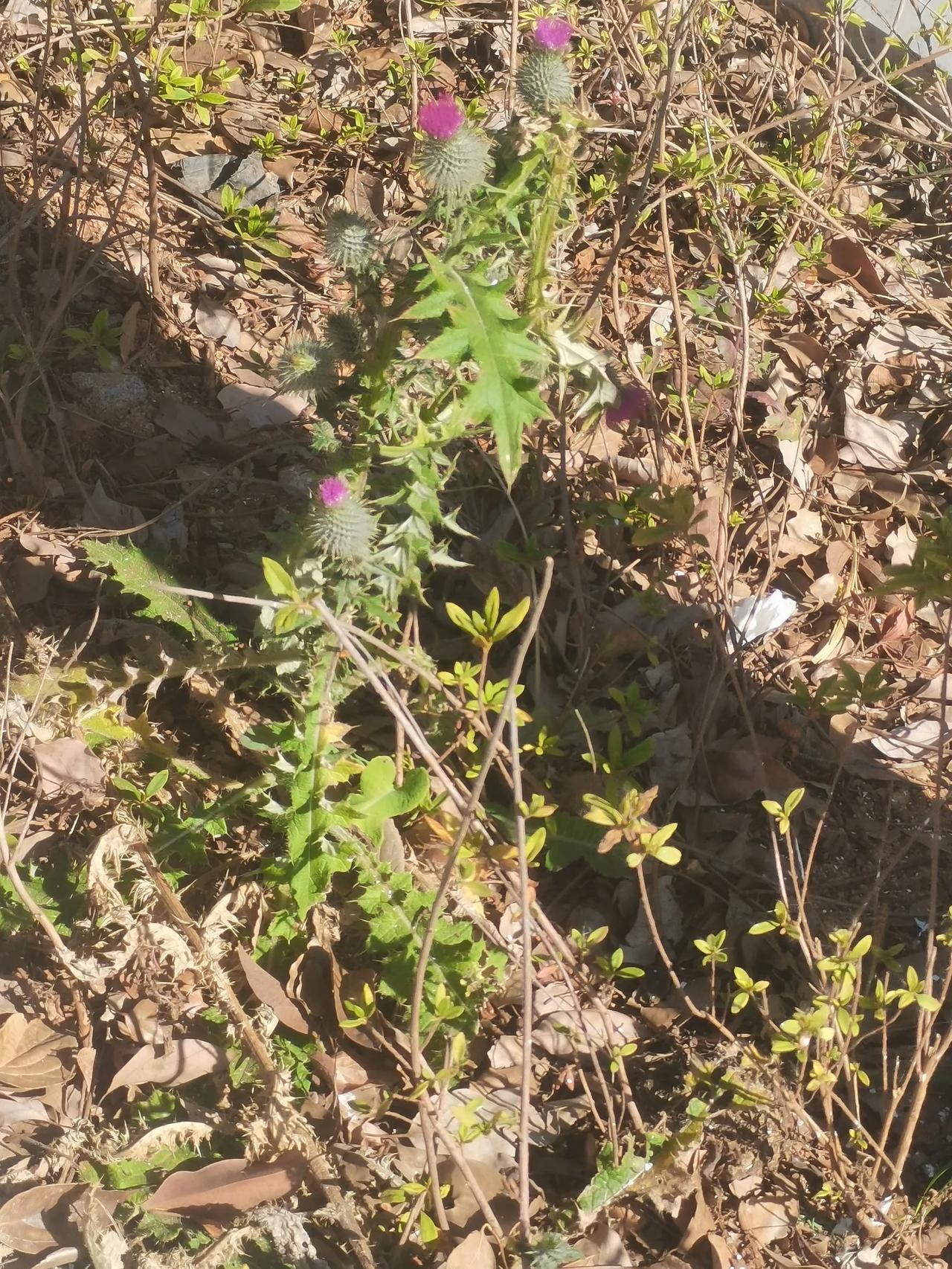 这个是什么花，还是第一次在公园里见到过，以前没有注意吧！