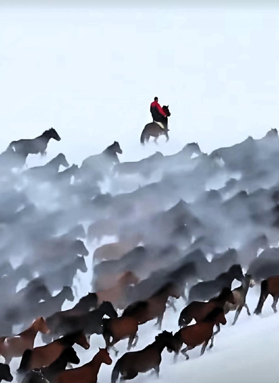 新的一年，愿你策马无疆！

感谢！
马背摄影海沙尔，王雨，三色喵