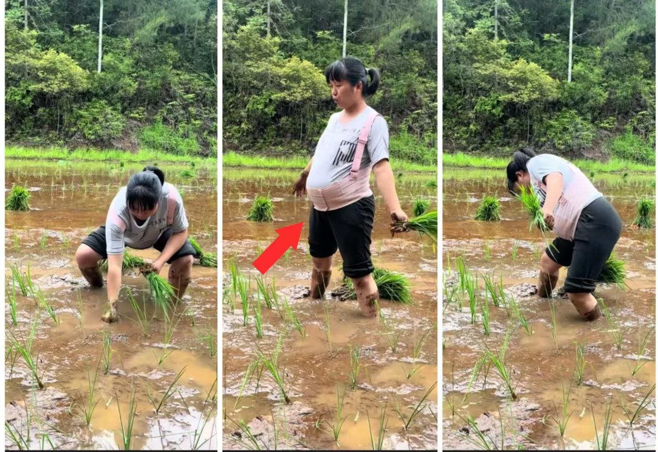 福建有一个大肚子的媳妇，她光着脚丫，踩在泥水里，弯腰插着秧。八个月的身孕，肚子挺
