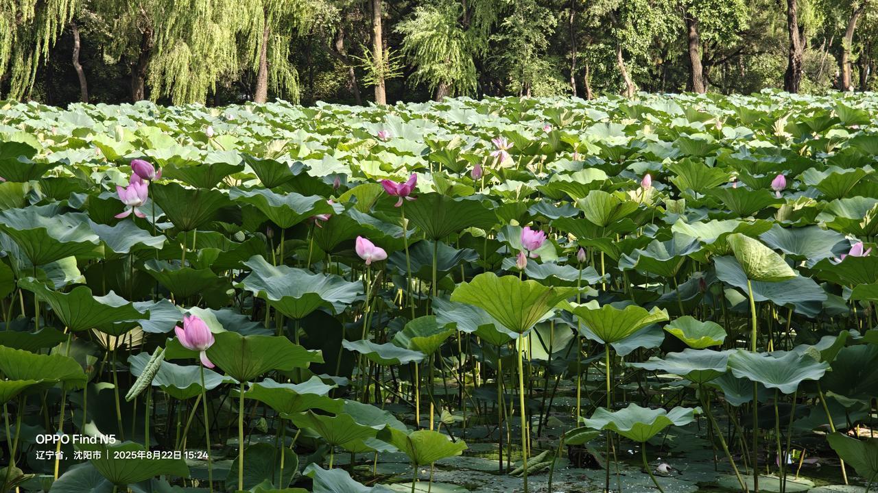 你们有遇到这情况吗？