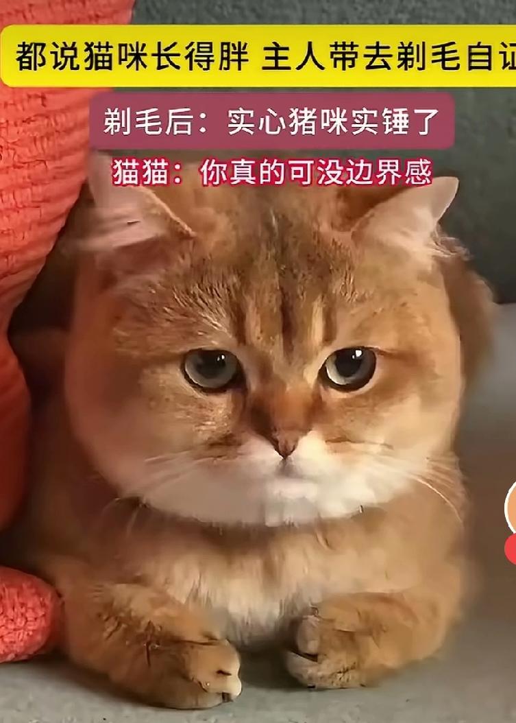 家里养了一只名叫豆豆的猫咪，模样十分可爱，浑身圆滚滚、胖乎乎的，走起路来慢悠悠的