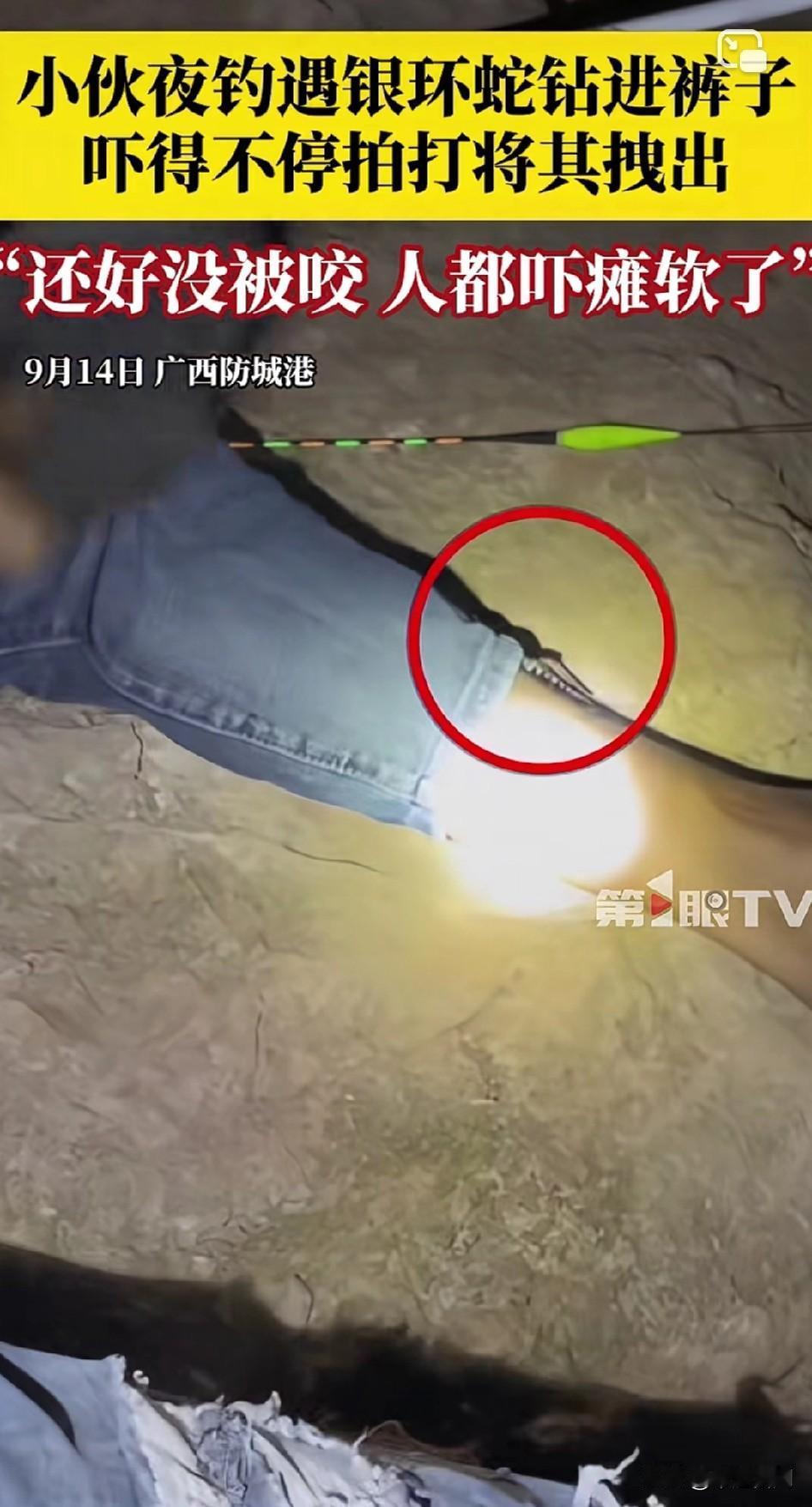 夜钓差点被咬死！
太吓人！广西小伙夜钓遇银环蛇钻进裤子，吓得不停拍打将其拽出，当