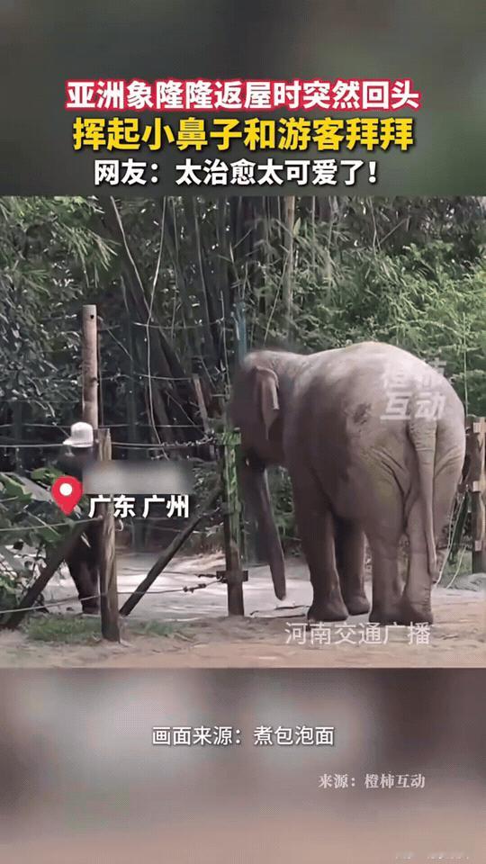 太治愈了！广东广州动物园，亚洲象"隆隆"准备回屋时，突然停下脚步转过身，挥起长鼻