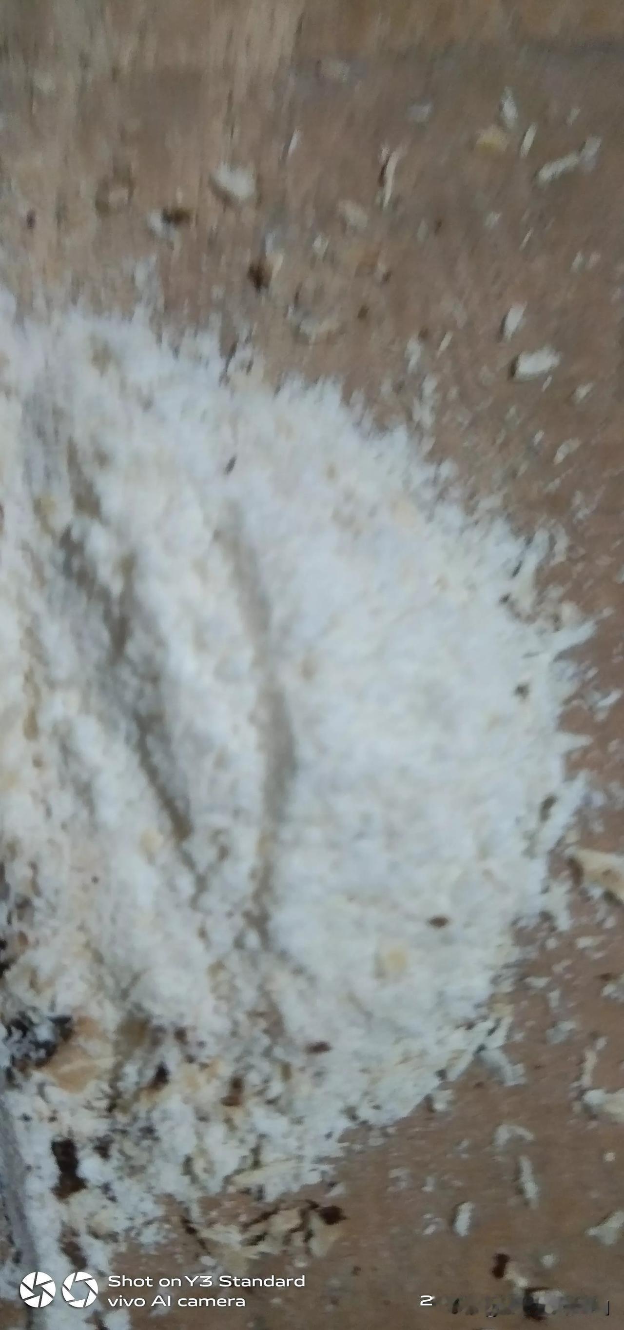 这几天天天上山，见到核桃就吃了。每天十几个，牙齿有点疼了。切点重楼面，消炎一下了