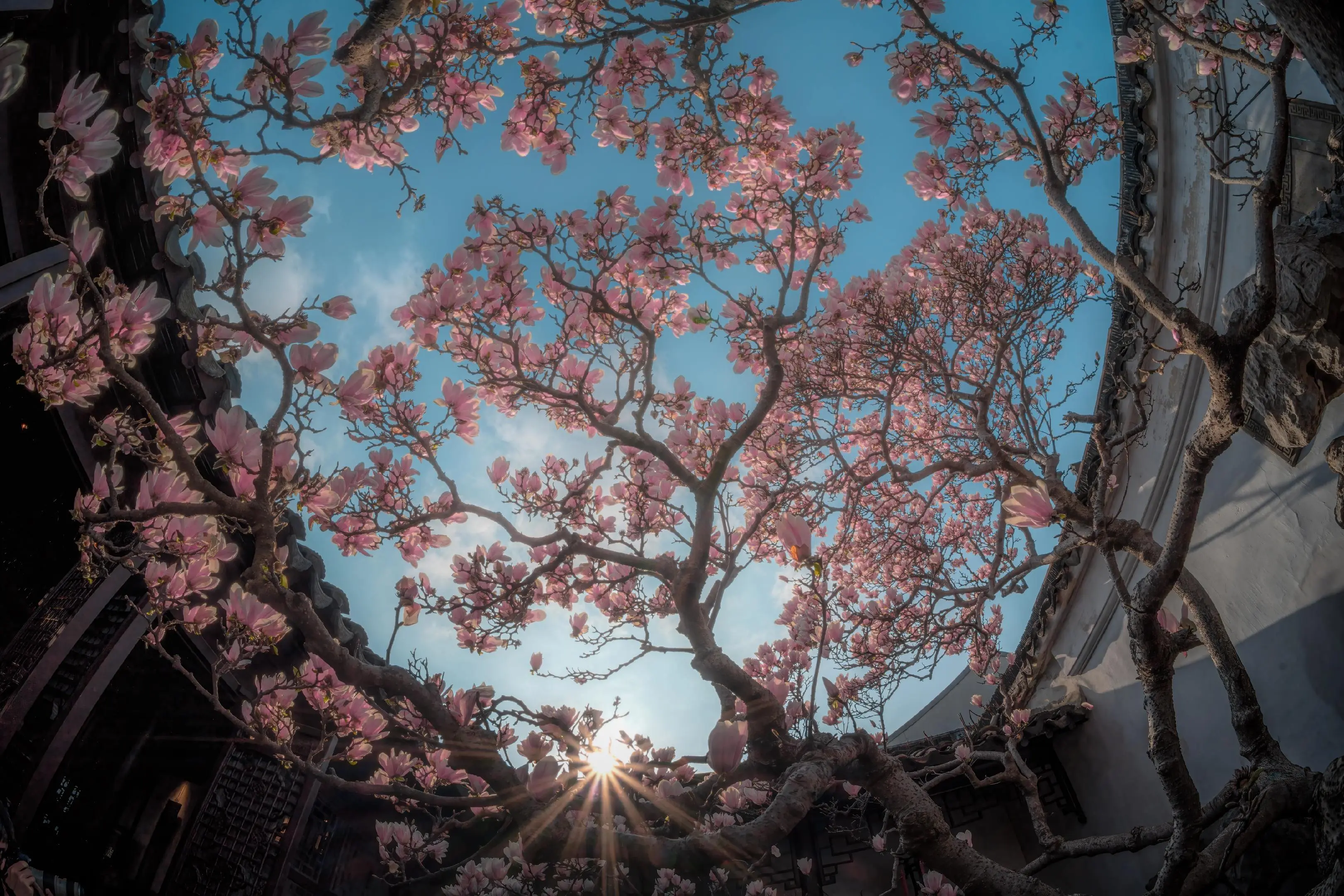 长冬有尽 枯木簪春。📷 A7M4 + 铭匠 11mm F2.8